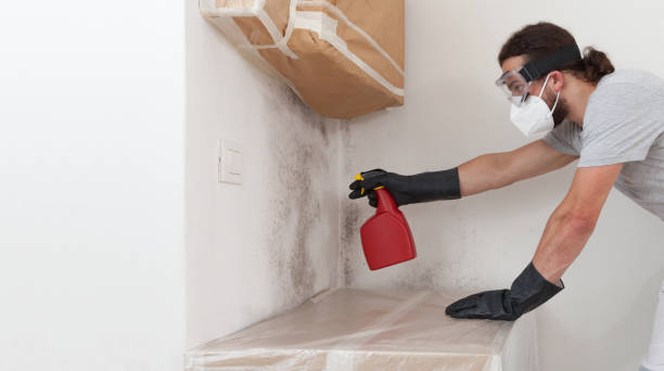 Basement Mold Remediation treatment on basement walls in Burlington